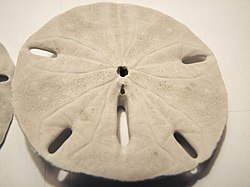 Mellita quinquiesperforata (vue orale).