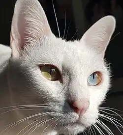 Image illustrative de l’article Khao Manee