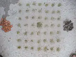 Khergbat prête pour le jeu à Aïn Touta près de Batna dans les Aurès