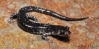 Description de l'image Kiamichi slimy salamander (Plethodon kiamichi).jpg.