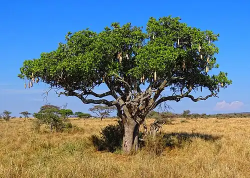 Arbre à saucisses, Les fleurs rouge s'ouvrent la nuit et possèdent une odeur nauséabonde.
