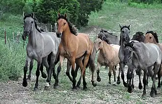 Groupe de Kiger Mustang