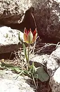 Tulipa orphanidea in situ, en Cilicie (Turquie)