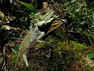 Description de l'image Kinabalu Crested Dragon (Hypsicalotes kinabaluensis) male (6679674877).jpg.