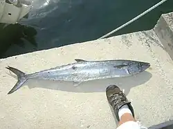 Scomberomorus cavalla