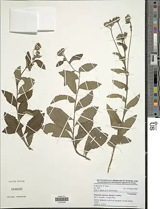 Kinghamia nigritana.