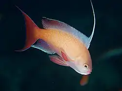 Pseudanthias squamipinnis, un anthias (Anthiinae).
