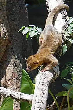 Kinkajou.