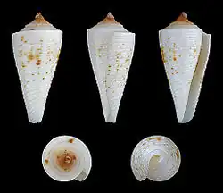 Conus tribblei