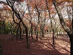 Parc Kitanomaru aux couleurs de l'automne (2010).