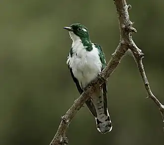 Description de cette image, également commentée ci-après