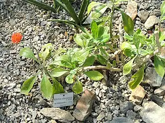 Description de cette image, également commentée ci-après