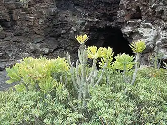 Kleinia neriifolia poussant au milieu d'une Euphorbia balsamifera