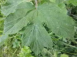 Feuilles de Berce sphondyle recouverte de poils souples sur les deux côtés de la feuille.