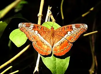Description de cette image, également commentée ci-après