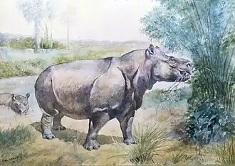 Restitution paléoartistique de Metamynodon (Amynodontidae).