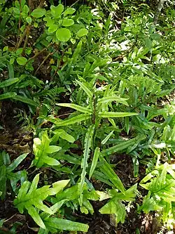 Jeune pousse d'arbre, haut de quelques dizaines de centimètres.