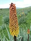 Kniphofia foliosa dans le massif du Balé en Éthiopie