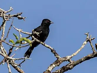 Description de l'image Knipolegus franciscanus Caatinga Black-Tyrant (male), Lapa Grande State Park, Montes Claros, Minas Gerais, Brazil.jpg.