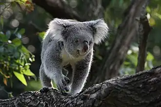 Photo d'un koala.