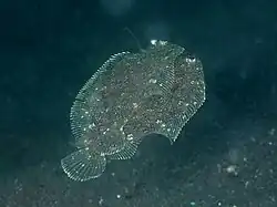 Crossorhombus kobensis