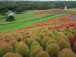 Plantation de massifs de Bassia scoparia en automne.