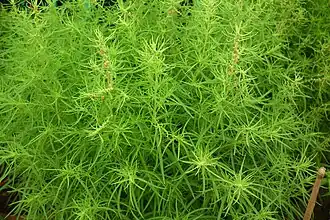 Description de l'image Kochia aka Fire bush 7128.JPG.