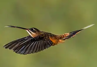 Colibri ermite de Koepke.