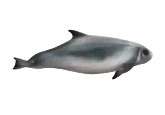 Description de l'image Kogia sima (transparent background).png.