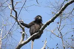Semnopithèque obscur, parc marin national de Tarutao, Thaïlande.