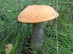 Leccinum versipelle, le Bolet roux.