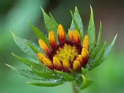 Au centre des coussinets oblongues dressés verticalement, rouges à la base, jaunes au sommet ; les coussinets du tour sont nettement plus hauts. De petites feuilles vertes entourent l'ensemble.