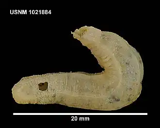 Kolostoneura novaezealandiae