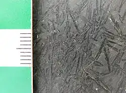 Faciès spinifex. dans une komatiite canadienne.