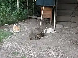 Lapins en semi liberté dans un enclos