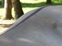 Dos d'un cheval gris avec une raie brune au centre