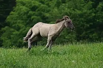 Poulain gris fauve au galop.