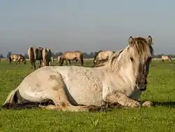 Photographie en couleurs d'un cheval gris couché vu de profil.