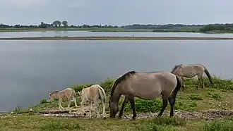 Jument gravide grise accompagnée de trois poulains d'âges différents