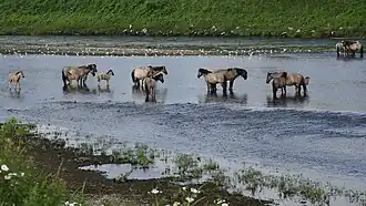 Groupe de chevaux gris dans l'eau