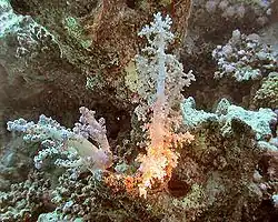 Image corrigée avec une température de couleur d'environ 4200&nbsp;K