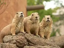 Marmottes