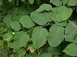 Reynoutria ×bohemica