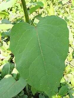 Reynoutria ×bohemica