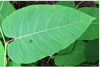 Feuille de R. sachalinensis.