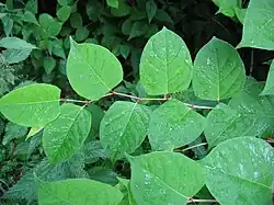 Photographie en couleurs d'un rameau portant des feuilles vert tendre, alternes, triangulaires arrondies.