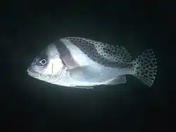 Gaterin à barres courbes (Plectorhinchus cinctus)