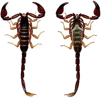 Description de cette image, également commentée ci-après