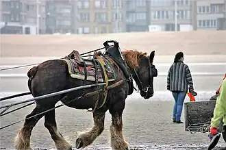 Photographie d'un cheval de trait costaut, brun très foncé, vu de profil