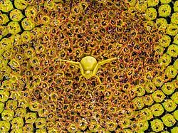 Une petite araignée toute jaune au ventre gonflé et aux pattes déployées semble planer dans un univers jaune.